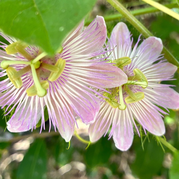 monijewel